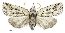 Declana floccosa female.jpg