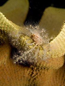 Krabí dekorátor pokrytý sasankami na Ianthella basta (Elephant ear houba) .jpg