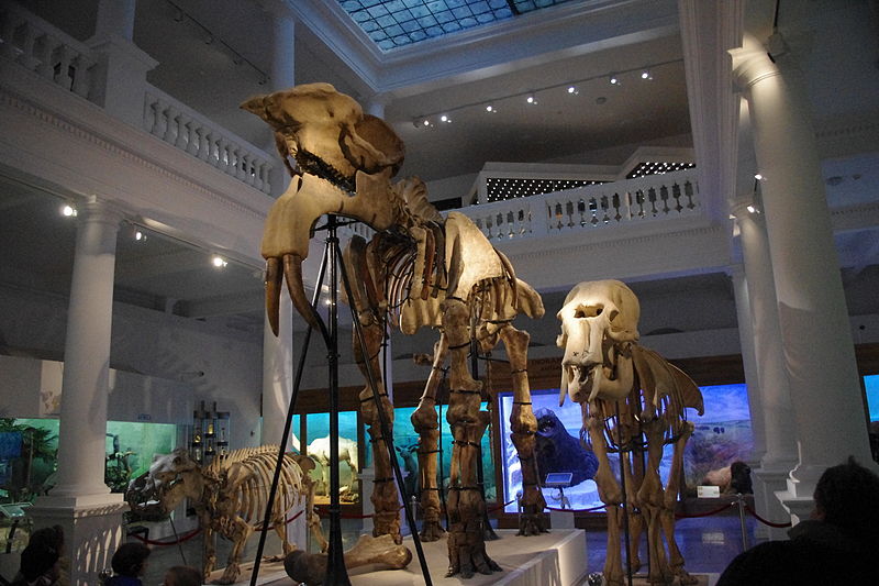 File:Deinotherium Antipa Bucharest.JPG