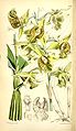 Dendrobium macrophyllum (as syn. Dendrobium macrophyllum var. veitchianum) plate 5649 in: Curtis's Bot. Magazine (Orchidaceae), vol. 93, (1867)