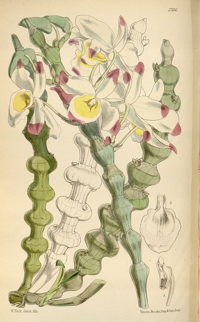 Le compte est bon - Page 39 637px-Dendrobium_pendulum_(as_Dendrobium_crassinode)_-_Curtis'_95_(Ser._3_no._25)_pl._5766_(1869)