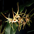 Dendrobium tetragonum flowers