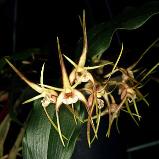 <i>Dendrobium tetragonum</i> species of plant
