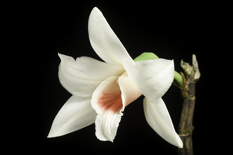 File:Dendrobium trankimianum T.Yukawa, Ann. Tsukuba Bot. Gard. 23 21 (2004) (50930245588).jpg