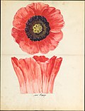 Thumbnail for File:Design drawing of of poppy blossom of floral capital from loggia, Laurelton Hall MET DP119424.jpg