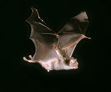 Common vampire bat