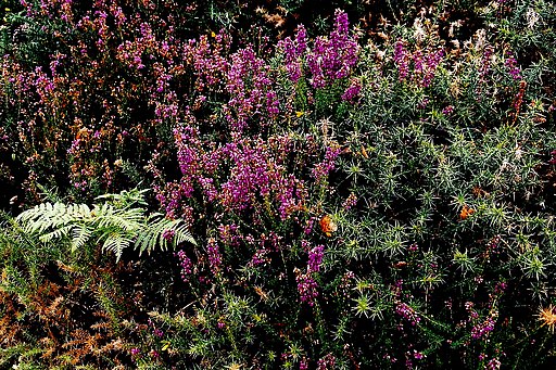 Dhoon Glen - Heather and other plantlife - geograph.org.uk - 1712445