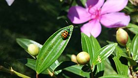 Diabrotica speciosa