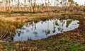 Natuurgebied van It Fryske Gea.