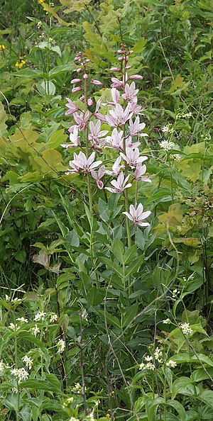 Dictamnus albus, Tauberland, Germany