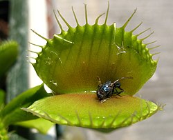 Drosera muscipula