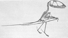 Skeletal reconstruction of Dimorphodon as a biped Dimorphodon reconstruction Seeley 1901.jpg