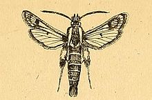 Dipchasphecia lanipes.JPG