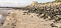 Dollymount Beach - North Bull Island - panoramio (14).jpg