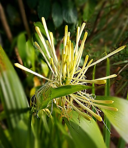 TÌNH YÊU CÂY CỎ ĐV 5 - Page 9 416px-Dracaena_sanderiana%2C_flowers