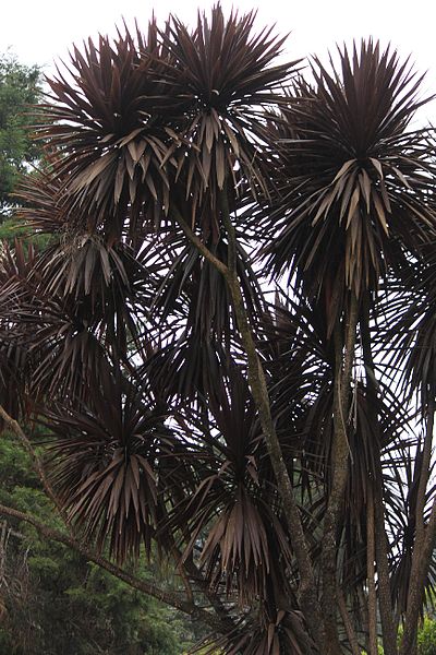 File:Dragon Tree - Botanical Garden Ooty.jpg