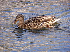 A duck swimming in the Merced River in the Yosemite Valley