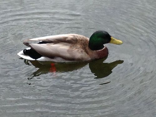 Duck in pond