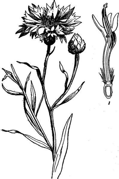 File:EB 1911 Flowering shoot of Cornflower.png