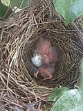 Thumbnail for File:Eastern Towhee Durham NC.jpg