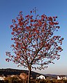 * Nomination Eberesche / Vogelbeerbaum im Herbst 2020, Rheinland-Pfalz, Deutschland. --Fischer.H 18:40, 20 November 2020 (UTC) * Promotion Dust spot top left --Poco a poco 18:47, 20 November 2020 (UTC) and an insect left above the branches, btw quality is good --Michielverbeek 20:54, 20 November 2020 (UTC)  Done --Fischer.H 15:49, 21 November 2020 (UTC) QI for mre now --Michielverbeek 08:31, 22 November 2020 (UTC)