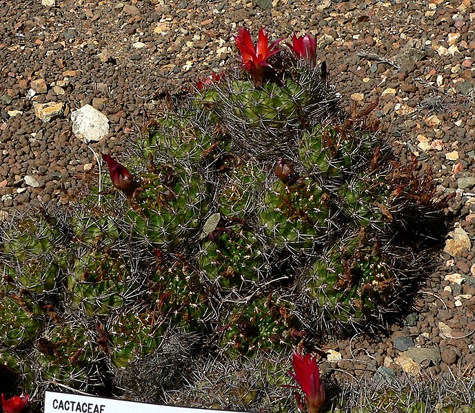 File:Echinopsis hertrichiana 1.jpg