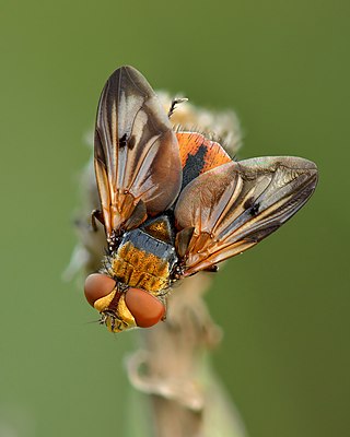 <i>Ectophasia crassipennis</i> Species of fly