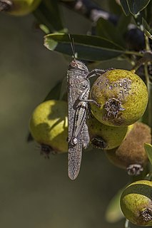 Egyptian grasshopper (Anacridium aegyptium) on crab apple (Malus sylvestris) in Corfu