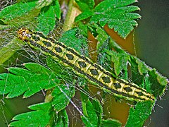Caterpillar in the larval web Elachistidae - Depressaria chaerophylli (Caterpillar).JPG