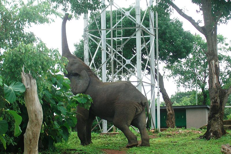 File:Elephant 2, Mole nat Park.jpg