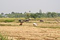 Elephants,Buffaloes andCows at Bantaklang - panoramio.jpg