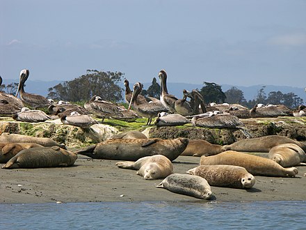 Elkhorn Slough Harbor Seals