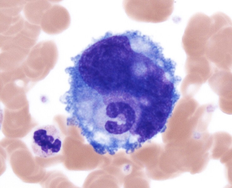 File:Emperipolesis - a band neutrophil inside a megakaryocyte.jpg