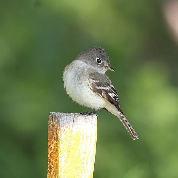 File:Empidonax minimus JRVdH 01.jpg