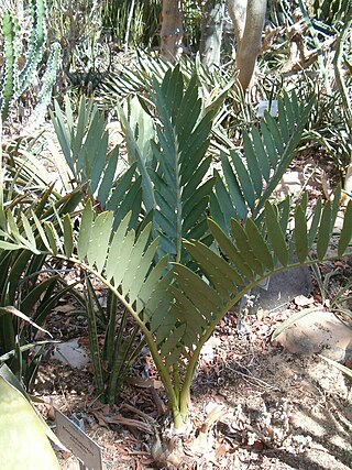 <i>Encephalartos cupidus</i> Species of cycad