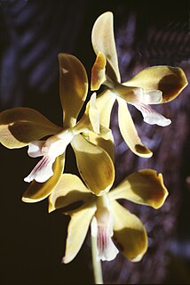 <i>Encyclia diurna</i> Species of orchid