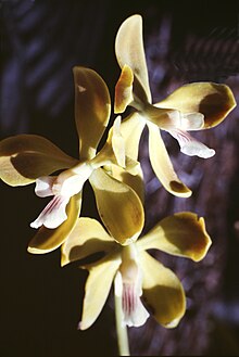 Encyclia diurna.jpg