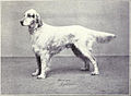 English Setter in 1915