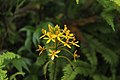 Epidendrum aura-usecheae