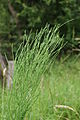 Equisetum arvense