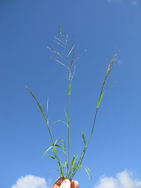 File:Eragrostis pilosa plant3 (7324971804).jpg