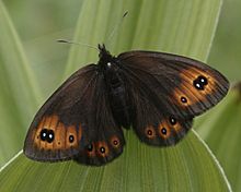 Erebia epipsodea dorsal.jpg