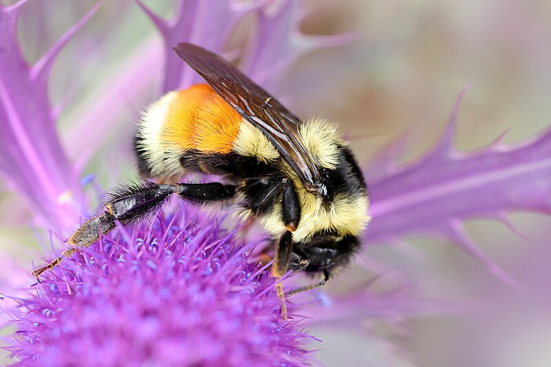 File:Eryngium leavenworthii Bombus ternarius JRVdH 06.jpg