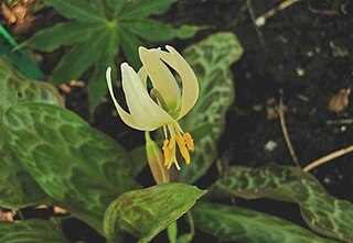 <i>Erythronium citrinum</i> Species of flowering plant