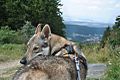 Eska der Tschechoslowakische Wolfhund im Taunusgebirge.jpg