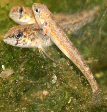 File:Etheostoma exile.png