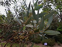 ЭвкалиптCyanophylla BotGartenMelbourne-20171124-1b.jpg