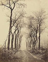 Road and Trees with Hoarfrost