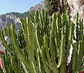 Euphorbia trees