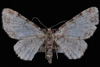 <i>Eupithecia mutata</i> Species of moth